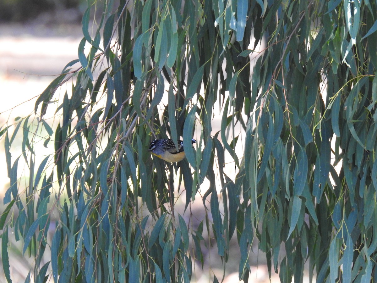 Pardalote pointillé - ML621661699