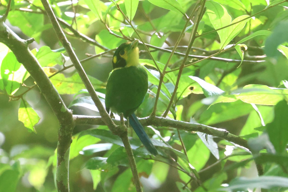 Long-tailed Broadbill - ML621661908