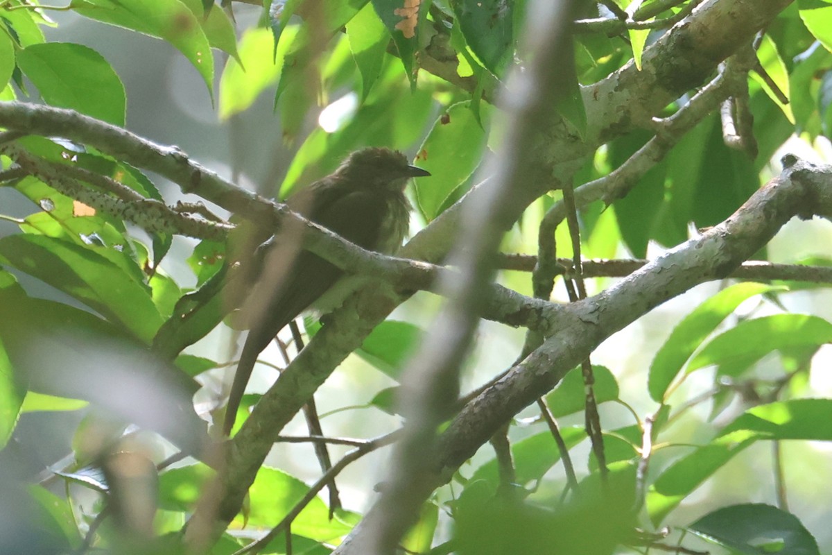 Bulbul de Sumatra - ML621661916