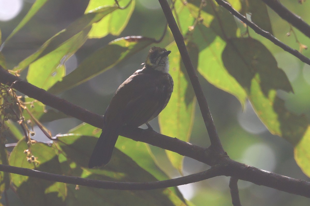 Spot-necked Bulbul - ML621661917