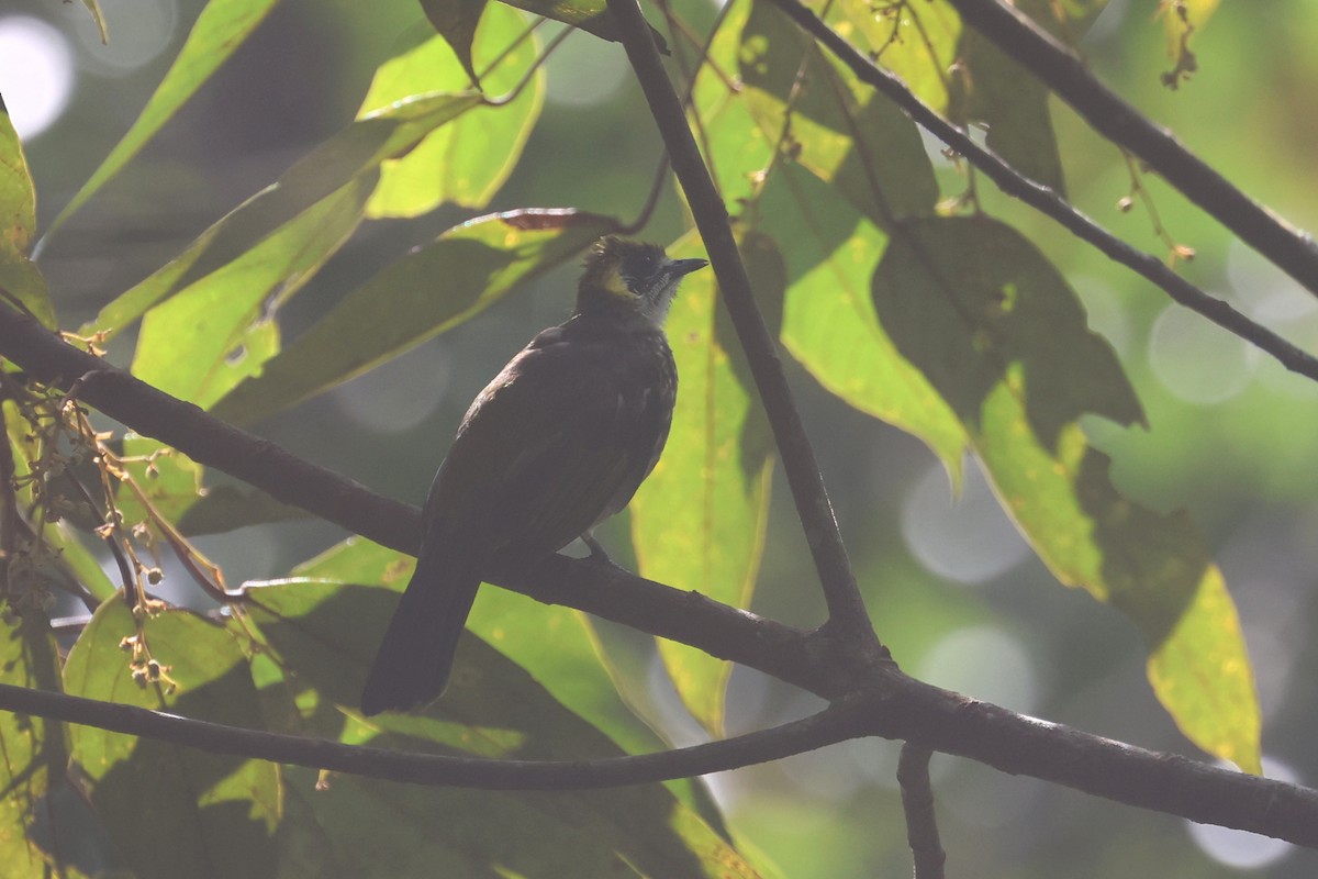 Spot-necked Bulbul - ML621661918