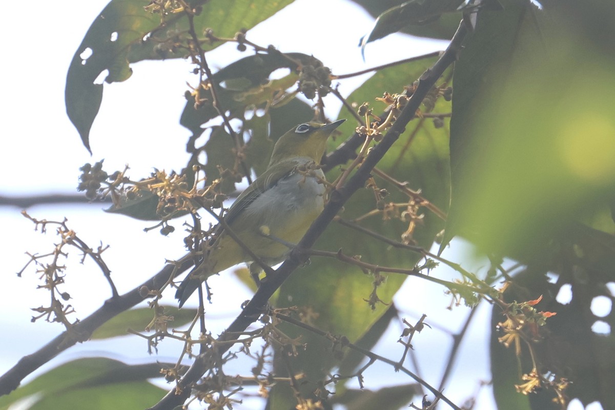 Sangkar White-eye - ML621661922