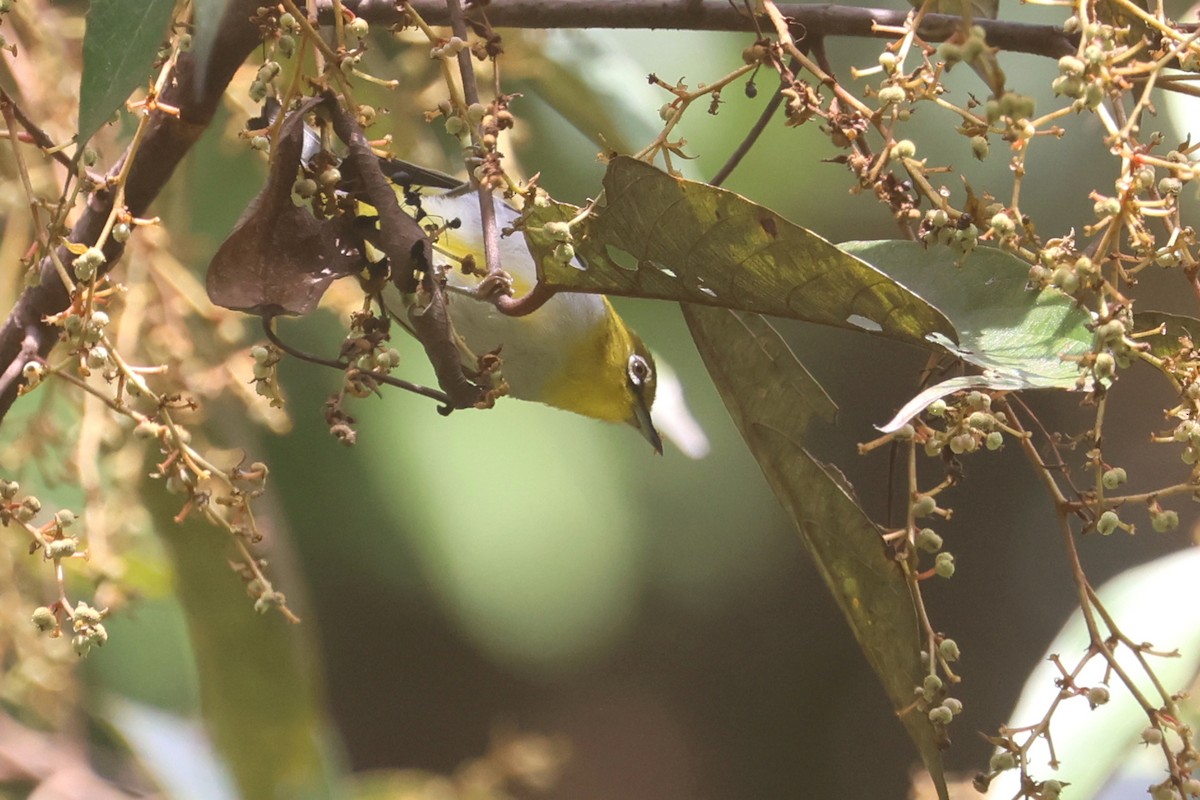 Sangkar White-eye - ML621661924