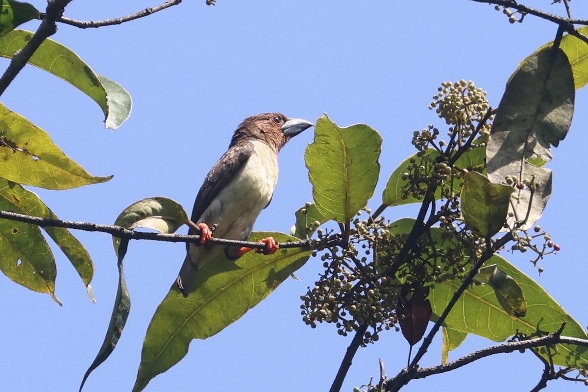 Sooty Barbet - ML621661928