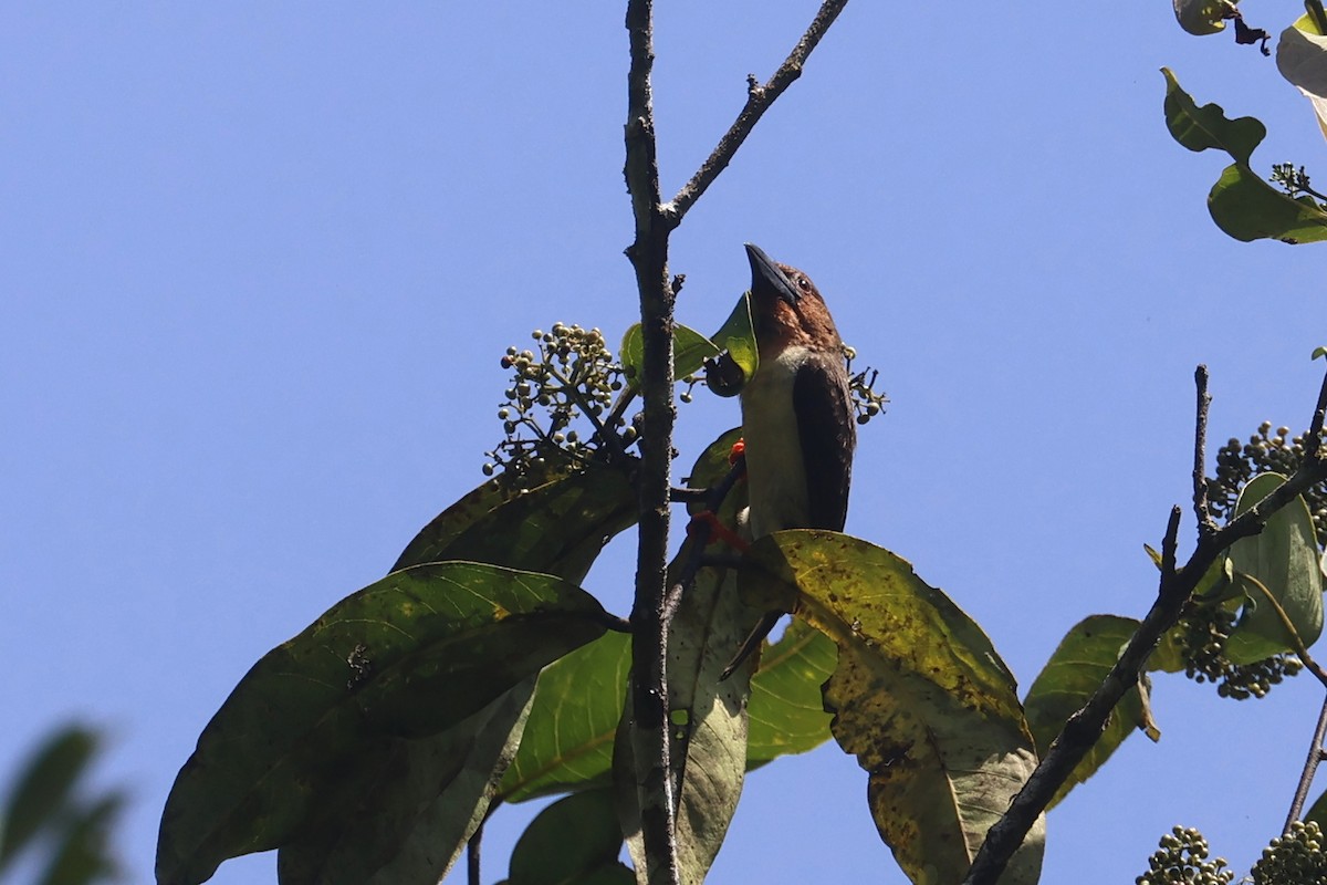 Sooty Barbet - Charley Hesse TROPICAL BIRDING