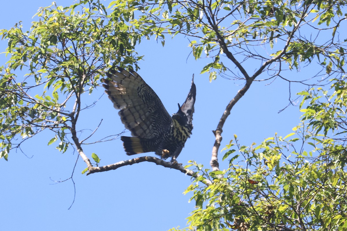 Blyth's Hawk-Eagle - ML621661935