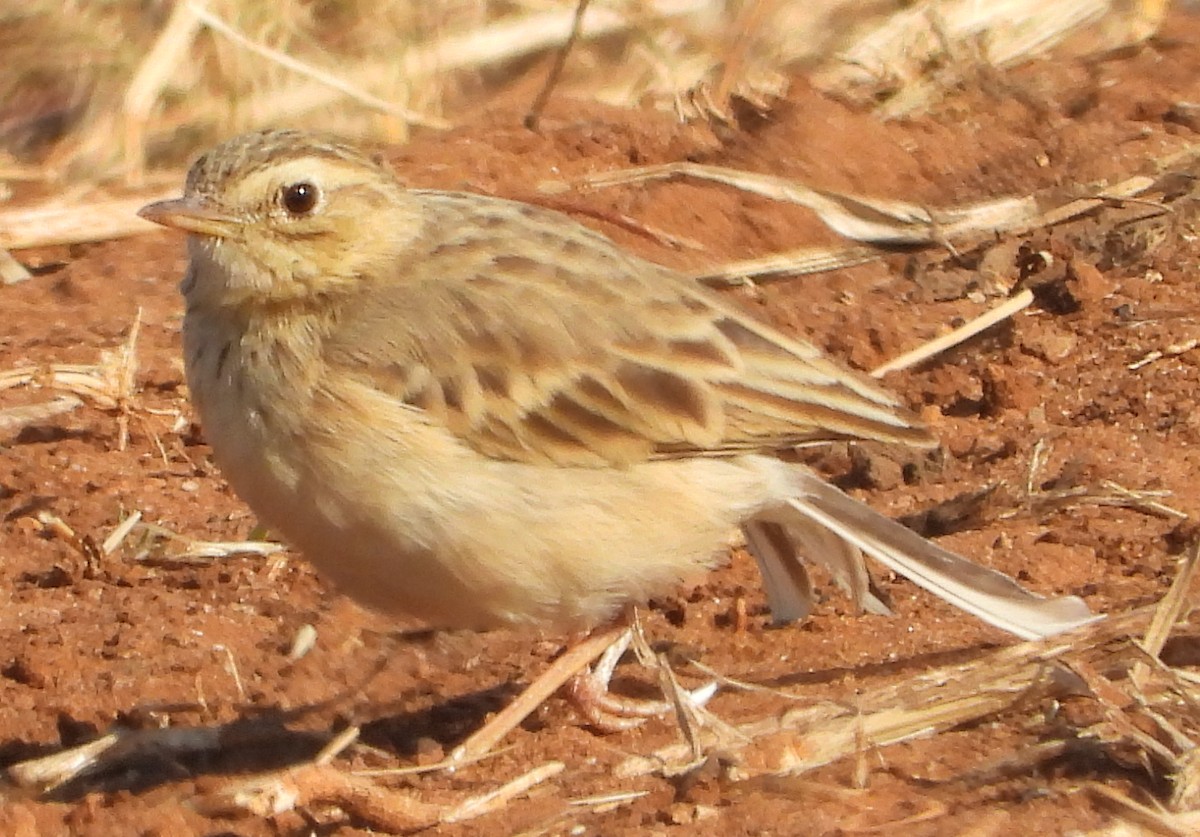 Pipit à dos uni - ML621661938