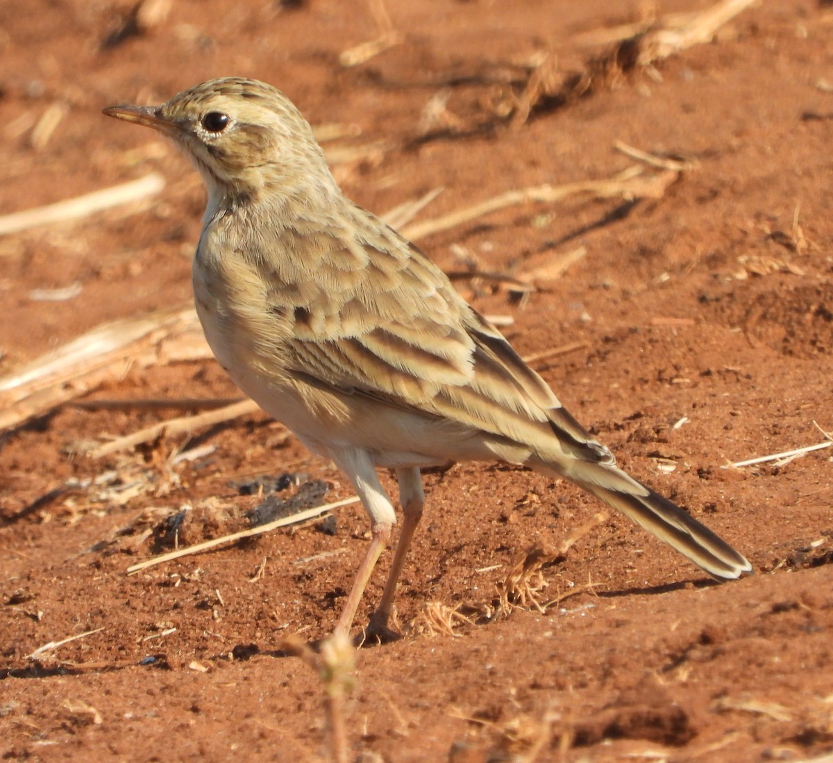 Pipit à dos uni - ML621661940