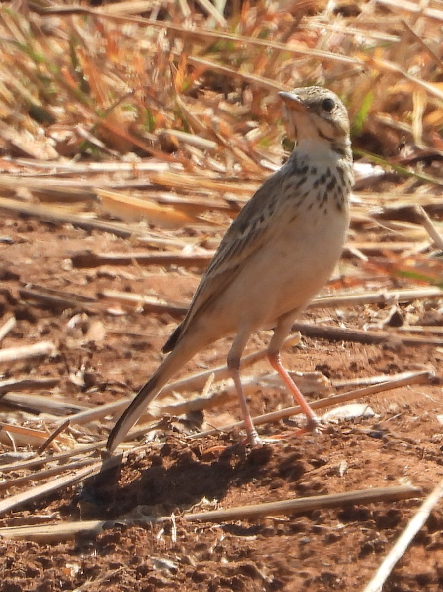 Pipit africain - ML621661942