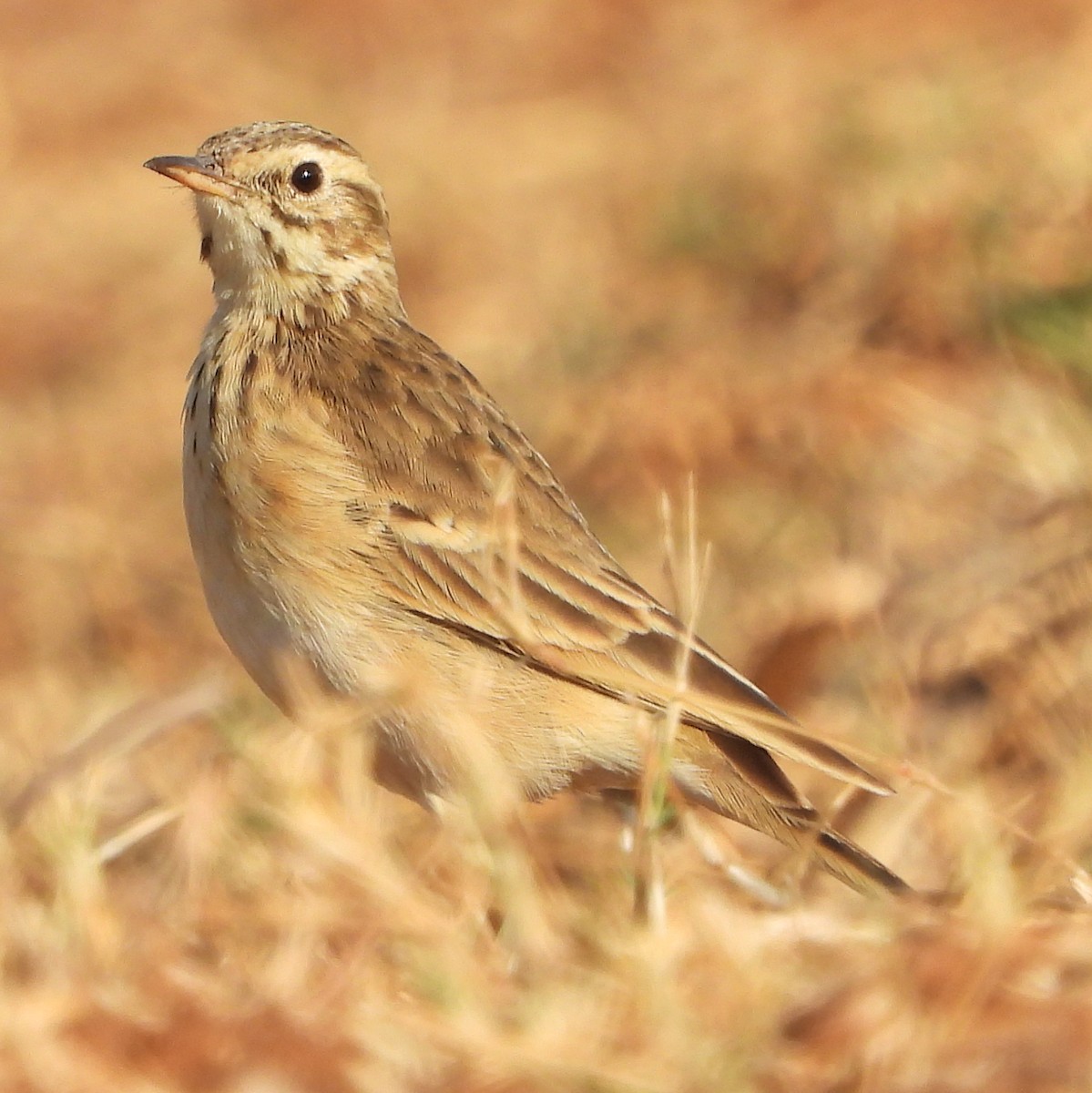 Pipit africain - ML621661943