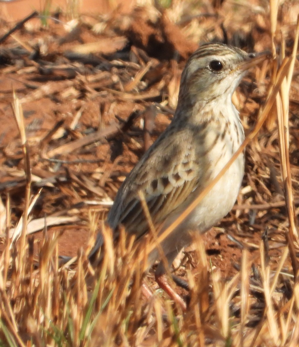 Pipit africain - ML621661944