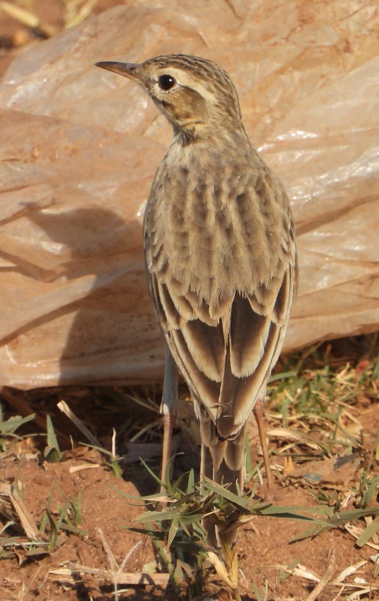 Pipit africain - ML621661945