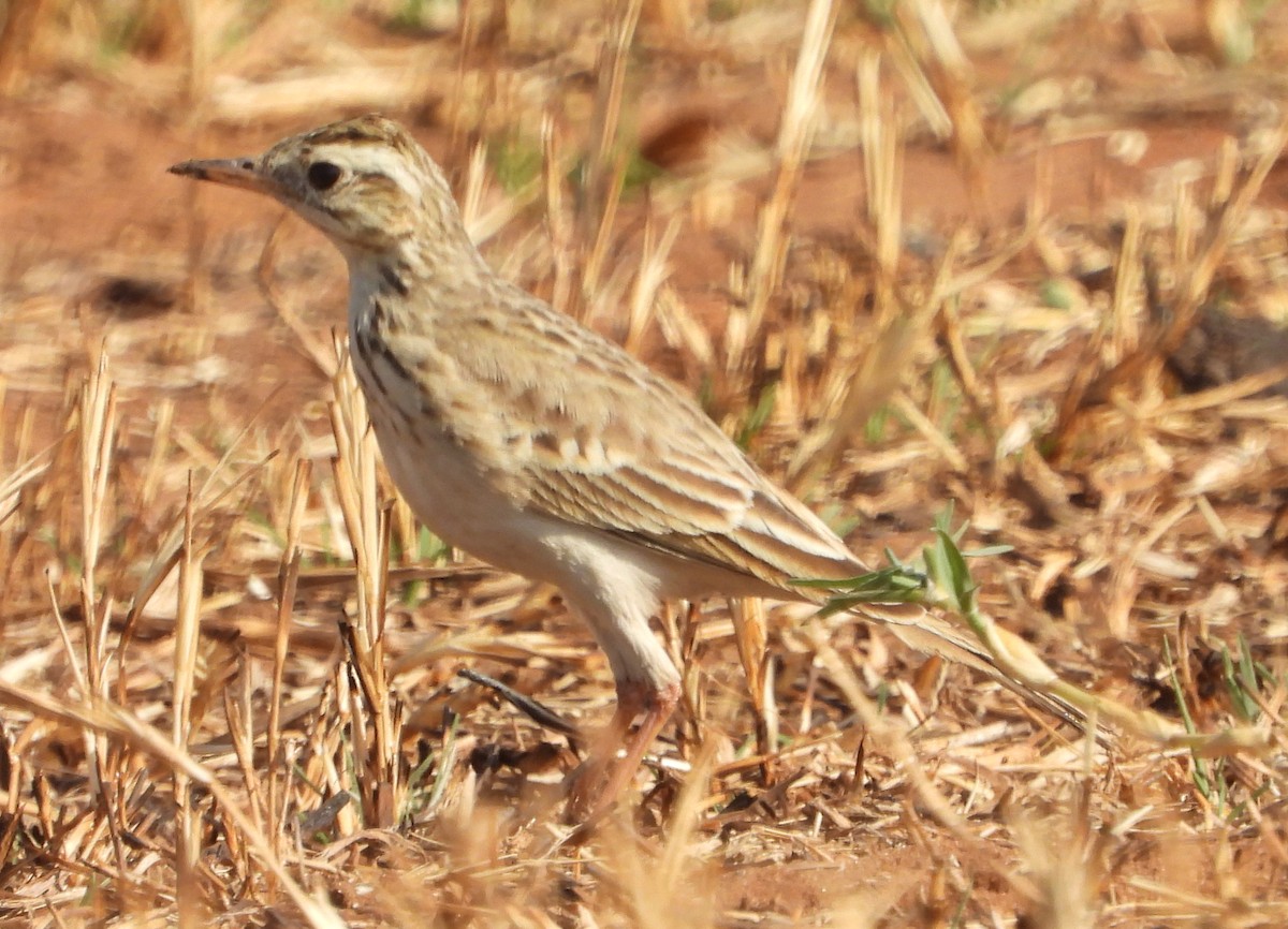 Pipit africain - ML621661946