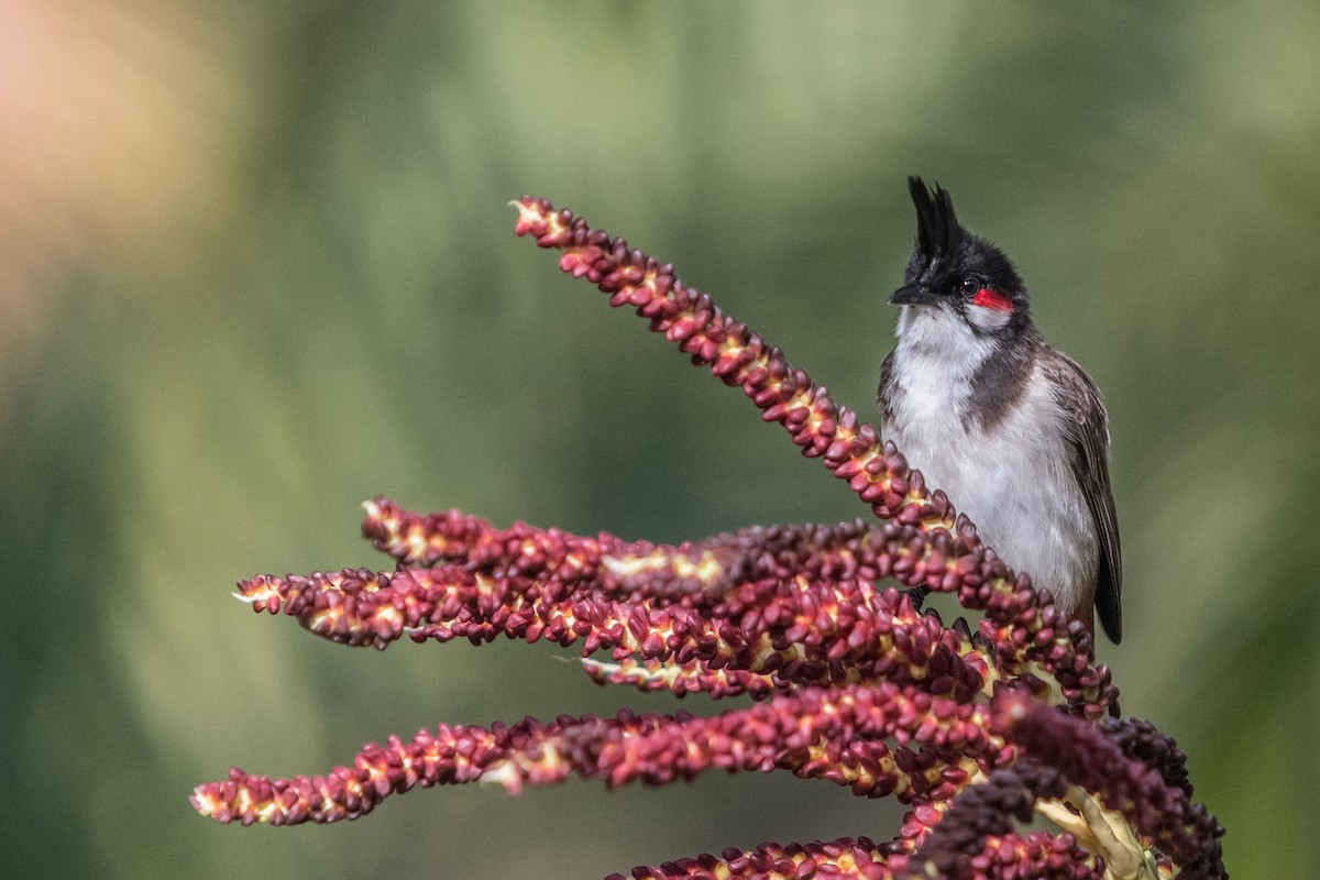 Red-whiskered Bulbul - ML621661959