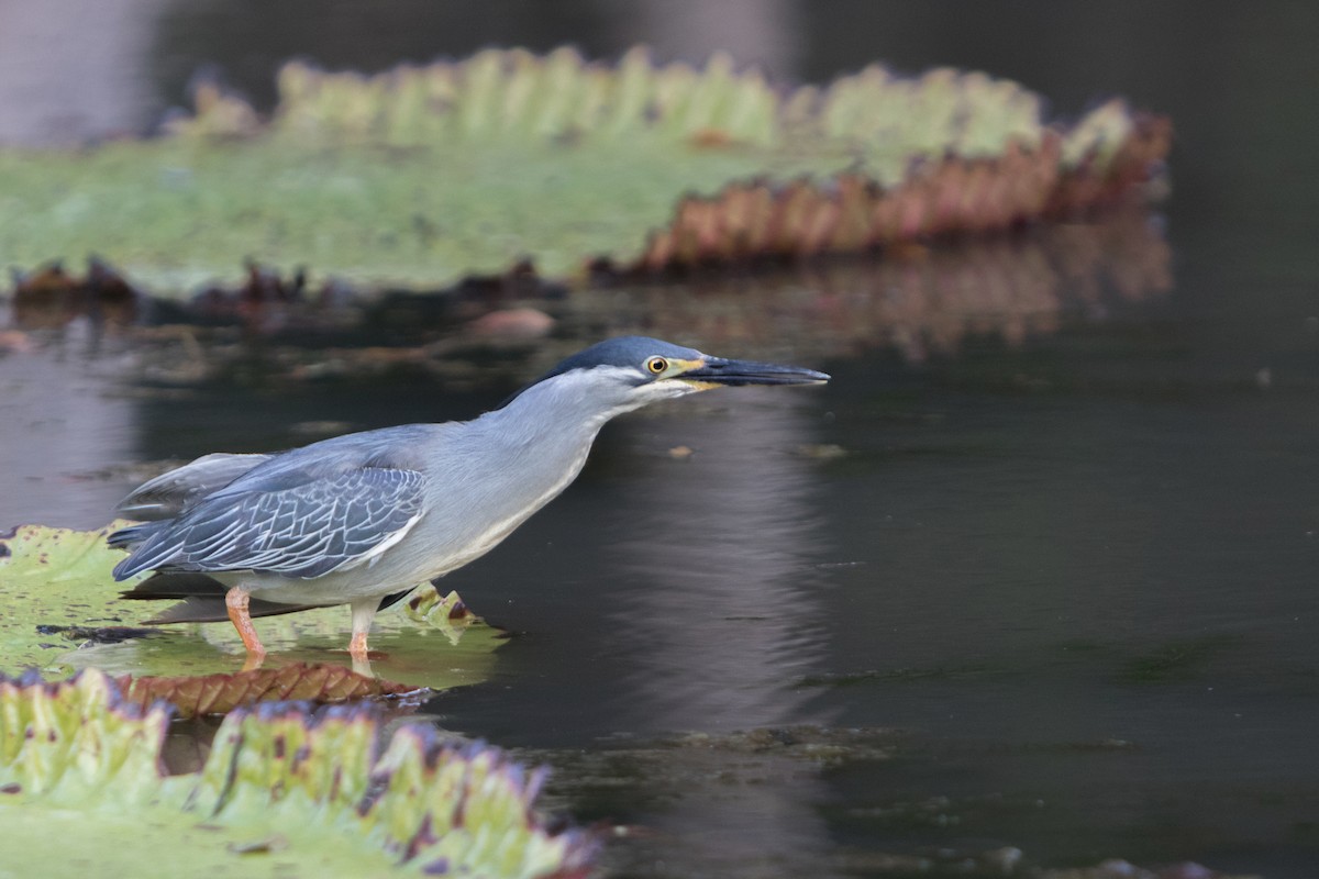 Striated Heron - ML621661961