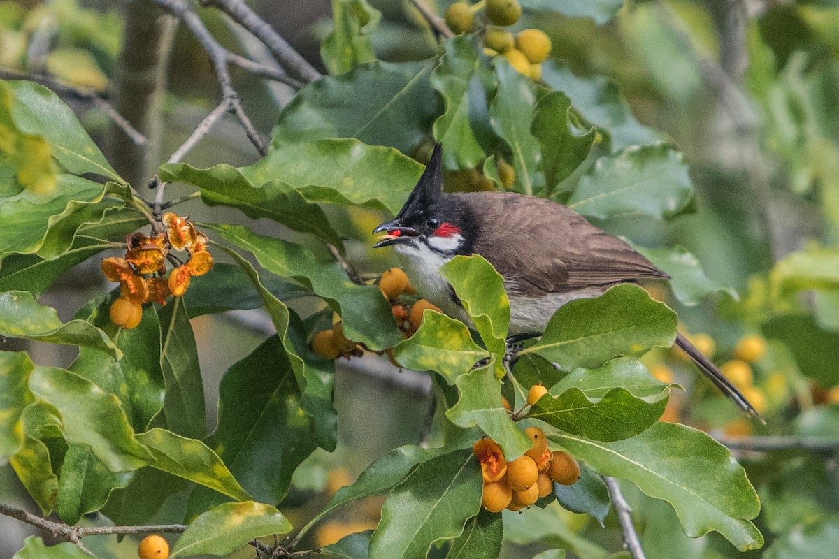 Red-whiskered Bulbul - ML621661964