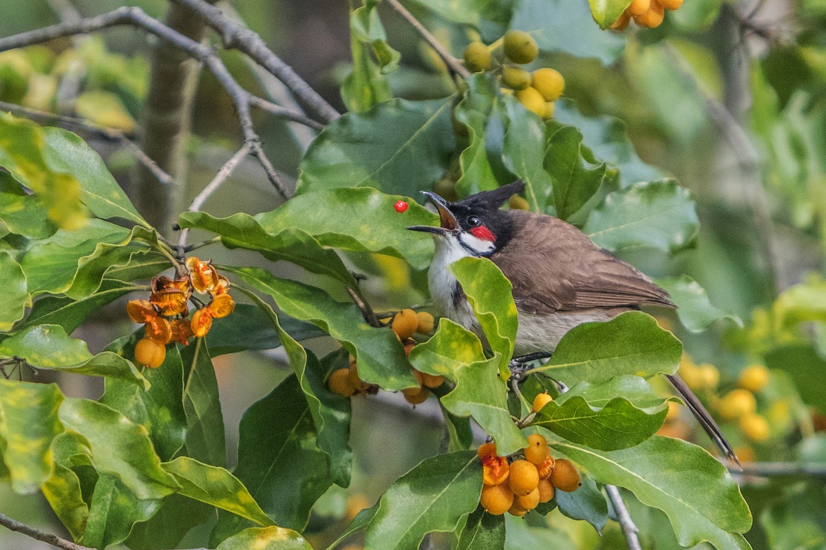 Red-whiskered Bulbul - ML621661965