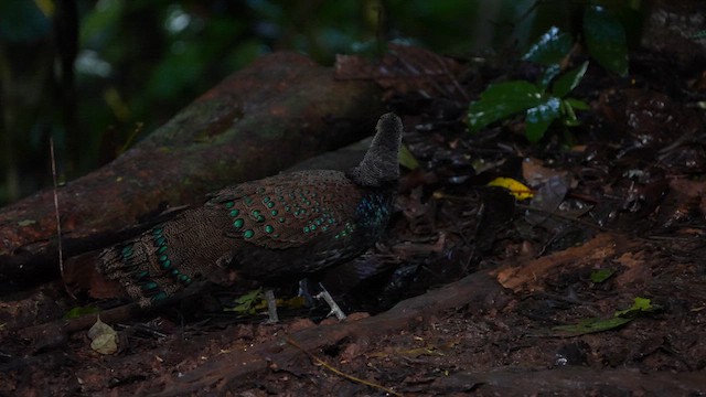 Bornean Peacock-Pheasant - ML621661967