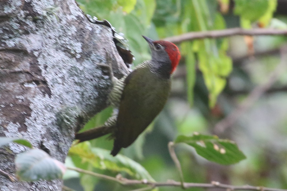 Fine-banded Woodpecker - ML621661983