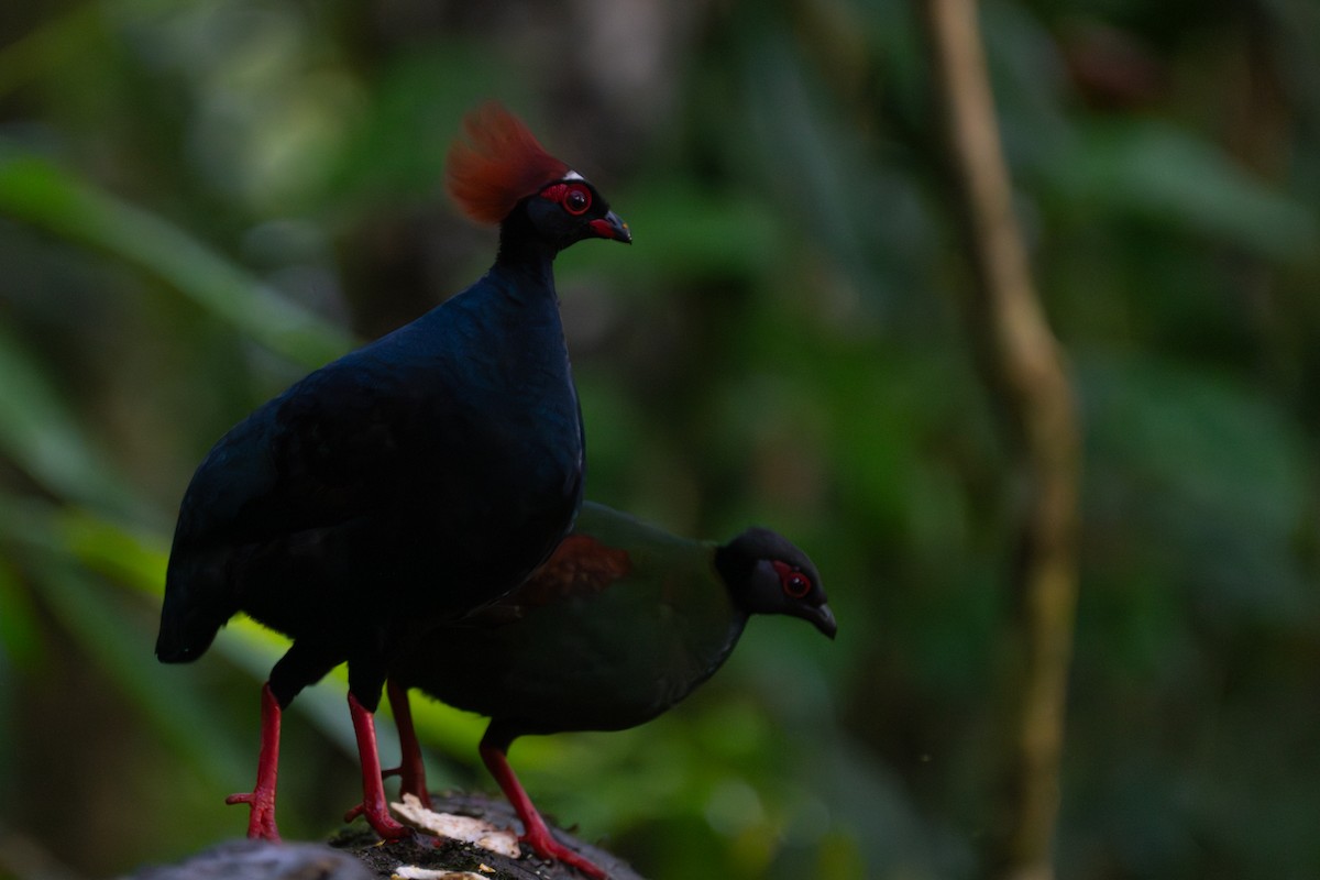 Crested Partridge - ML621661987