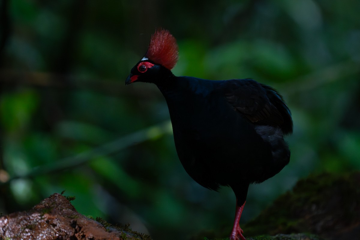 Crested Partridge - ML621661995