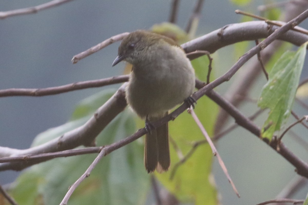 Slender-billed Greenbul - ML621662002