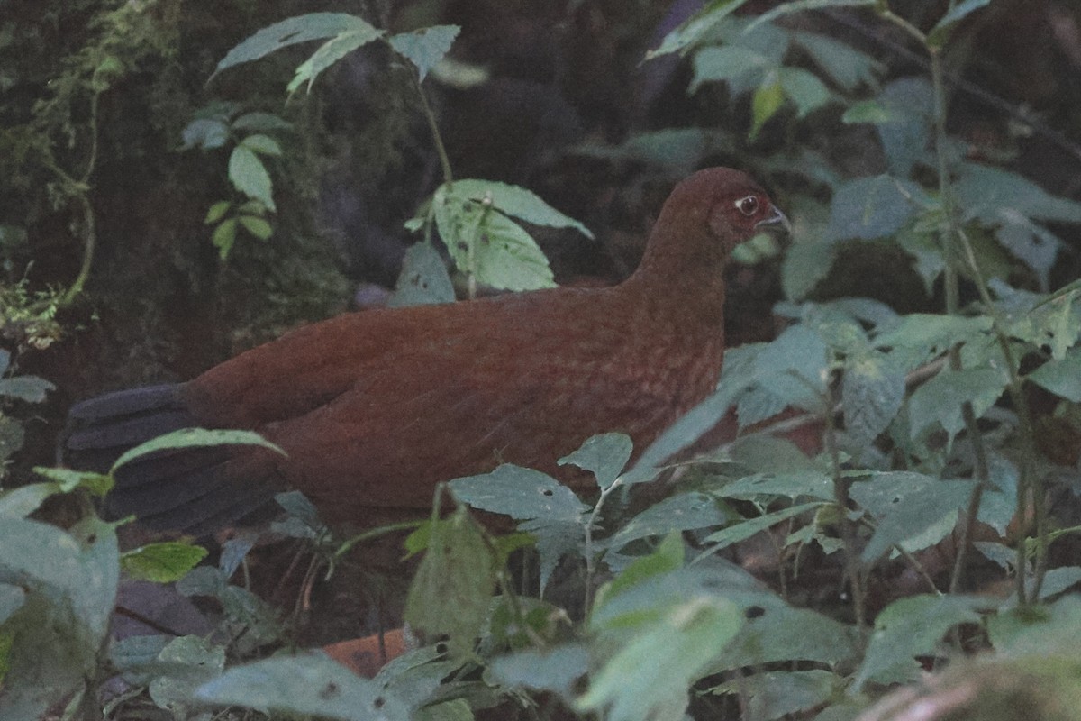 Salvadori's Pheasant (Salvadori's) - ML621662019