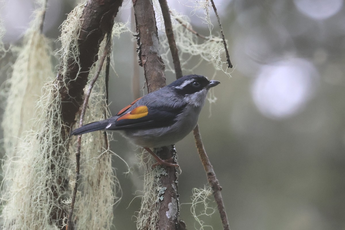 White-browed Shrike-Babbler (Blyth's) - ML621662026