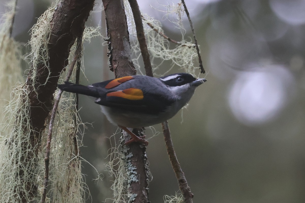 White-browed Shrike-Babbler (Blyth's) - ML621662028