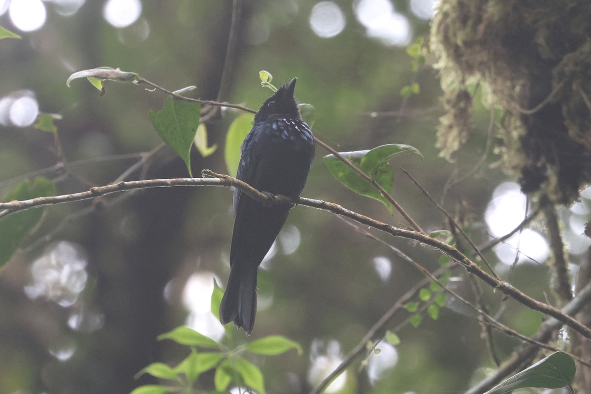 Lesser Racket-tailed Drongo - ML621662030