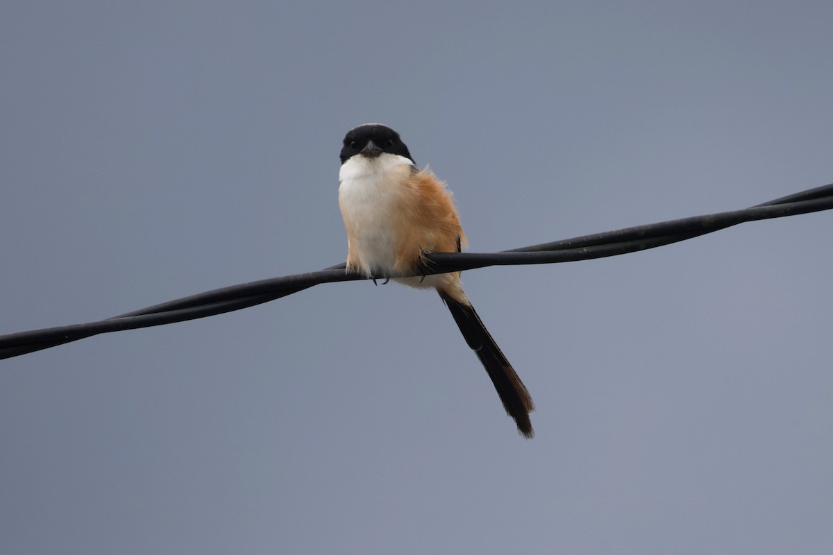 Long-tailed Shrike (bentet) - ML621662035