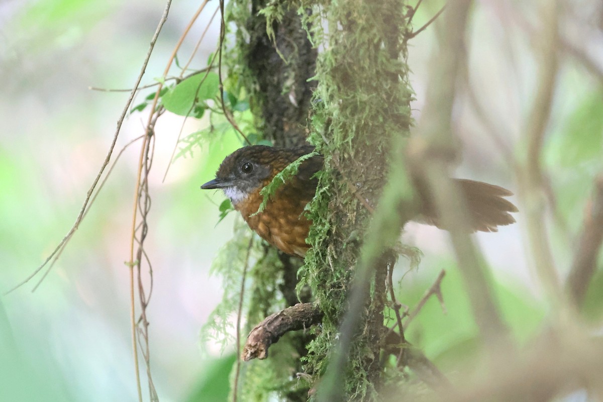 Rusty-breasted Wren-Babbler - ML621662039