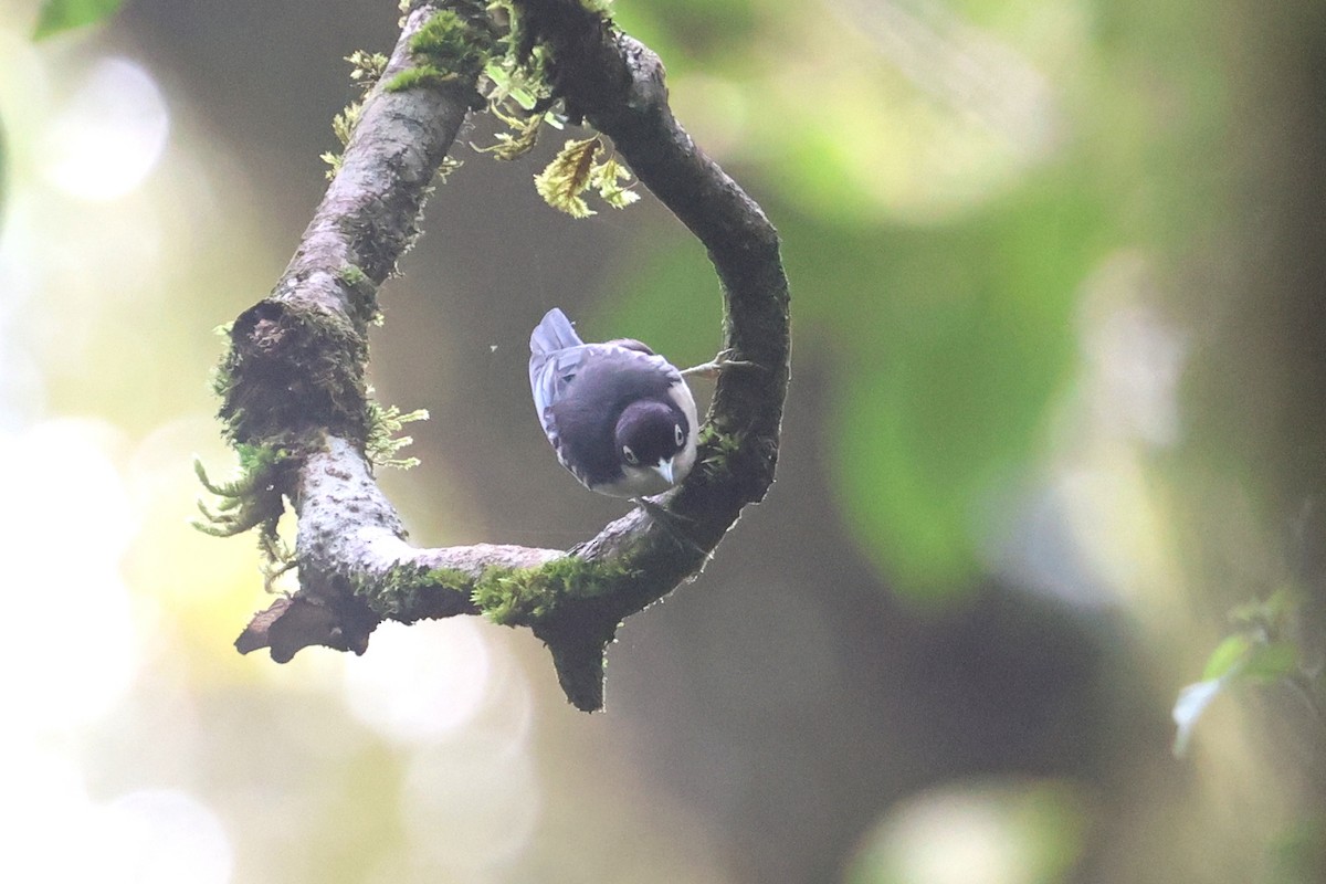 Blue Nuthatch - ML621662042