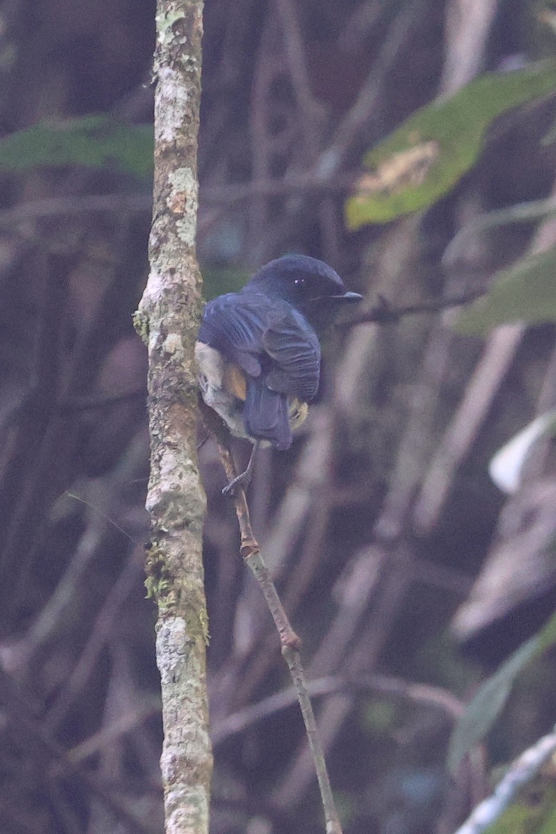 Gobemouche indigo (ruficrissa/cerviniventris) - ML621662049