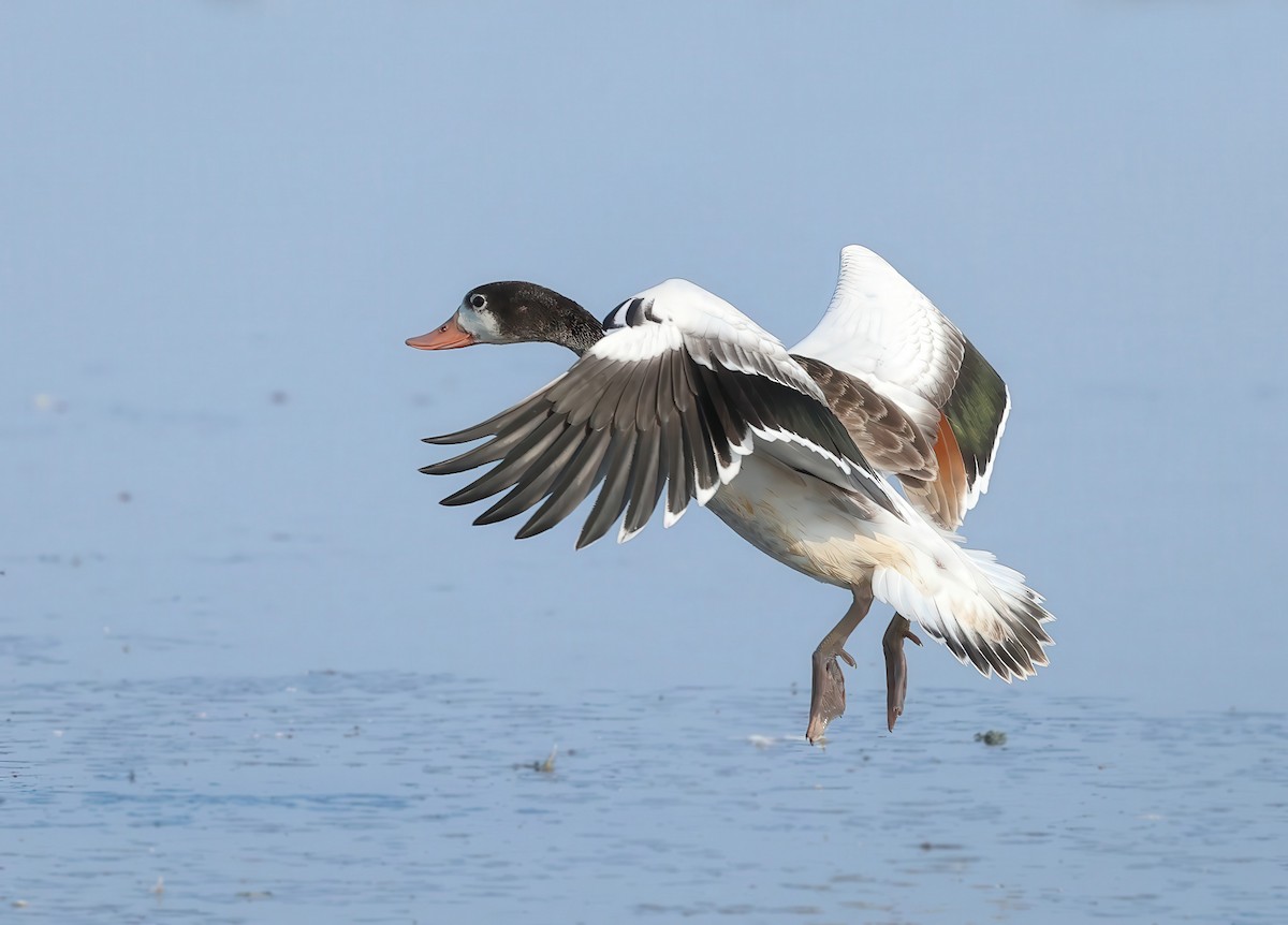 Common Shelduck - ML621662073