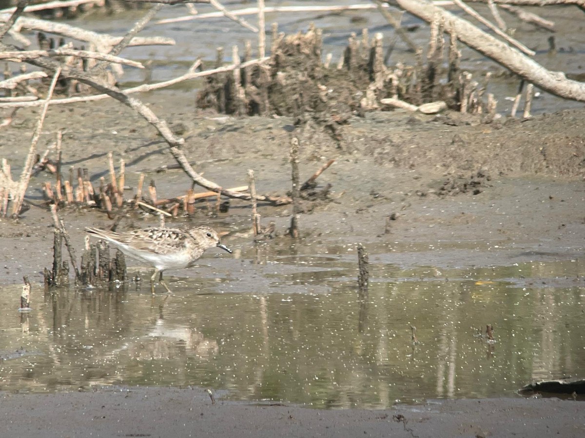 Temminck's Stint - ML621662124