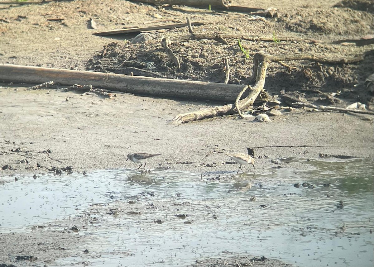 Temminck's Stint - ML621662127