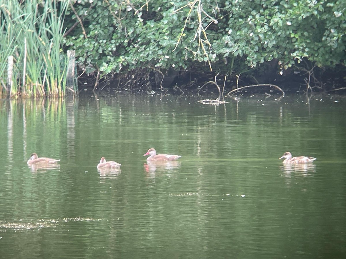 Red-crested Pochard - ML621662129