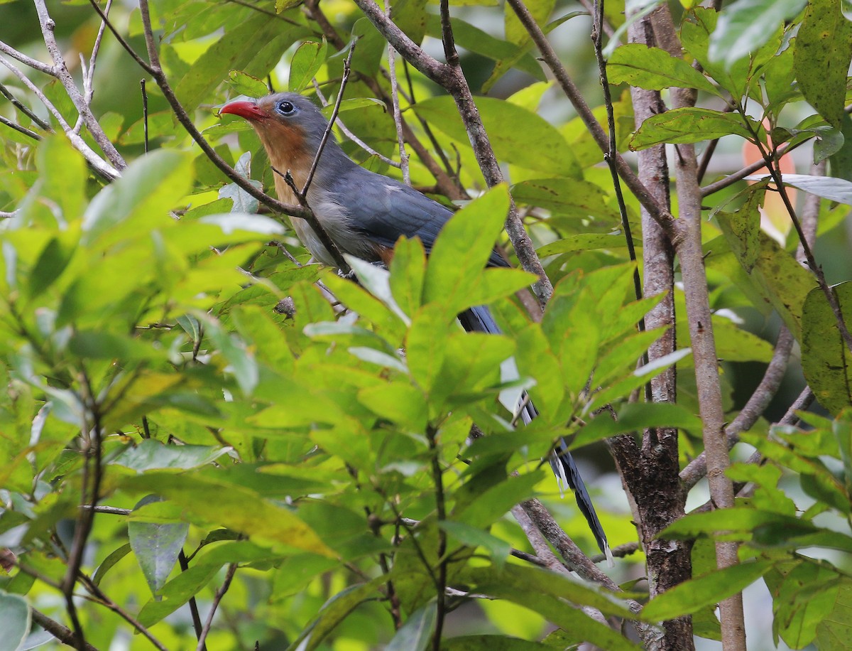 Red-billed Malkoha - ML621662142