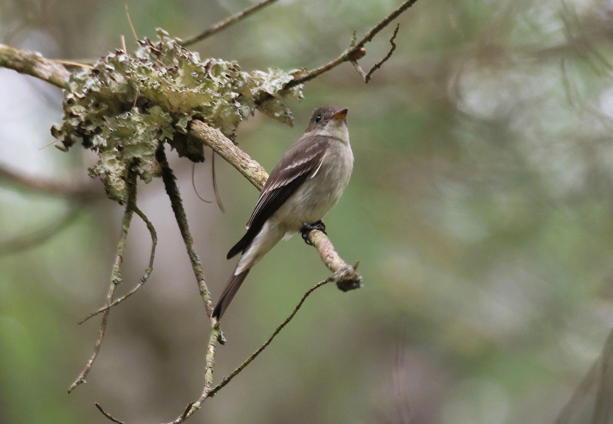 Eastern Wood-Pewee - ML621662301