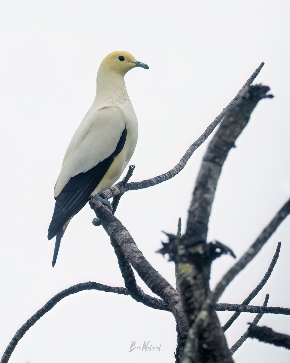 Pied Imperial-Pigeon - ML621662326