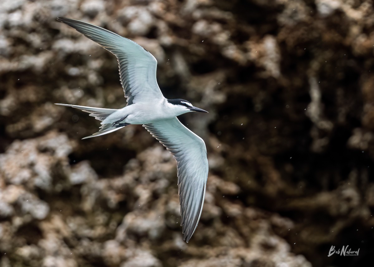 Bridled Tern - ML621662327