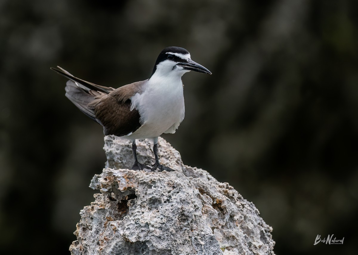 Bridled Tern - ML621662328