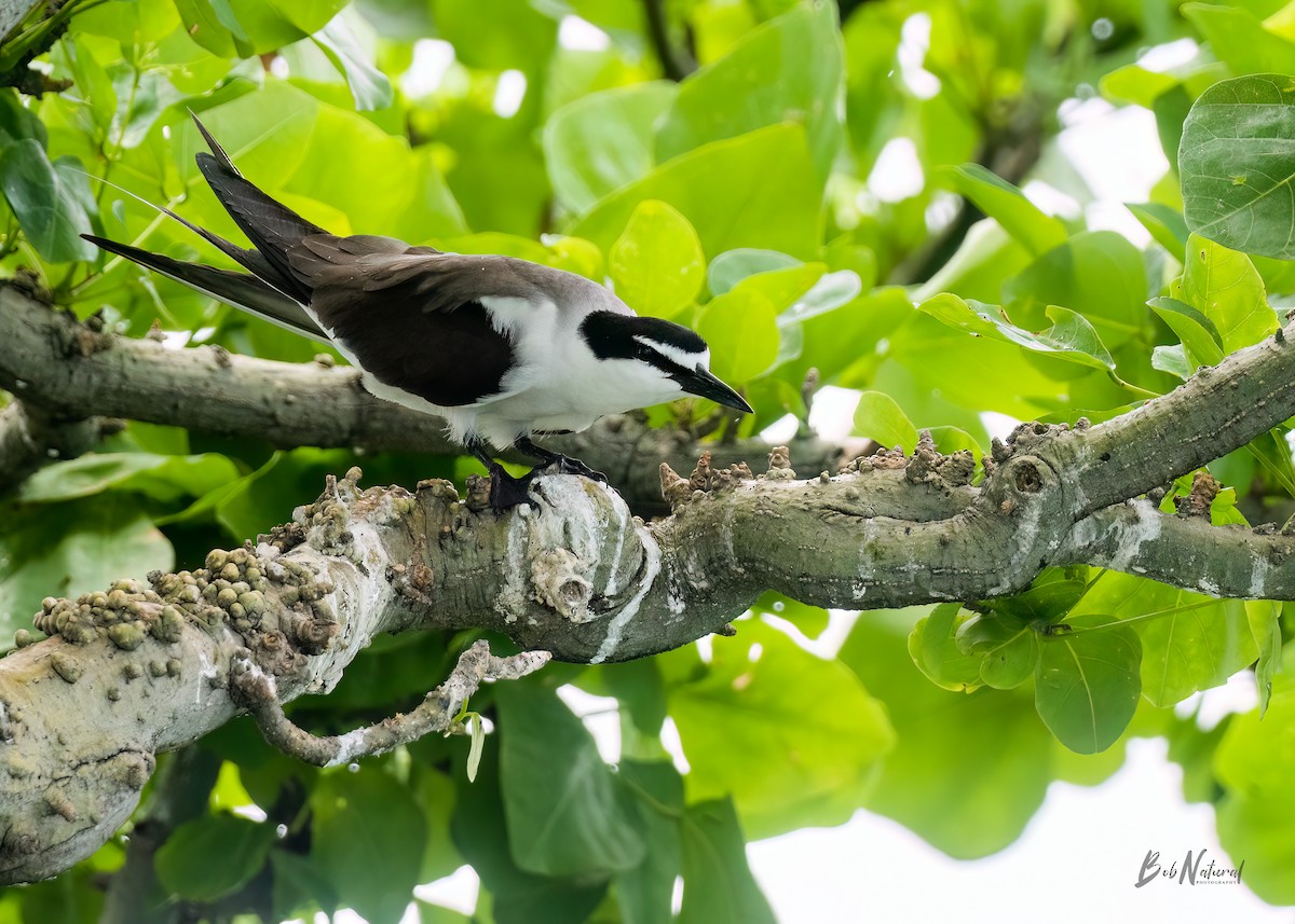 Bridled Tern - ML621662329