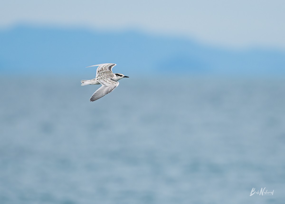 Black-naped Tern - ML621662332