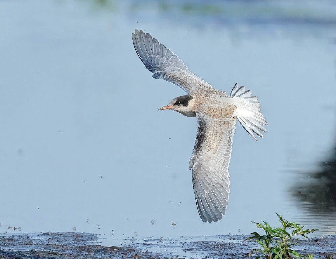 Common Tern - ML621662360