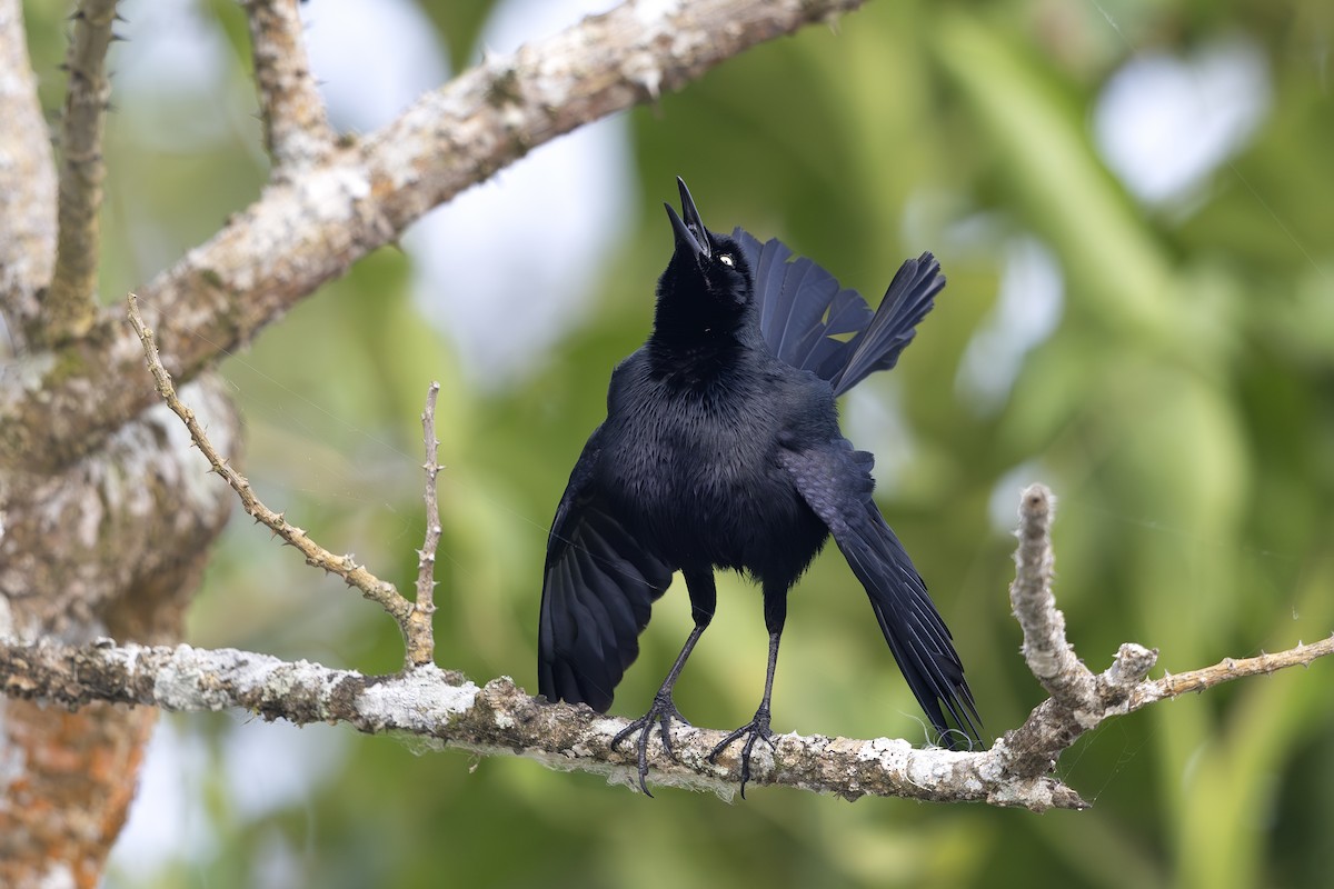 Nicaraguan Grackle - ML621662525