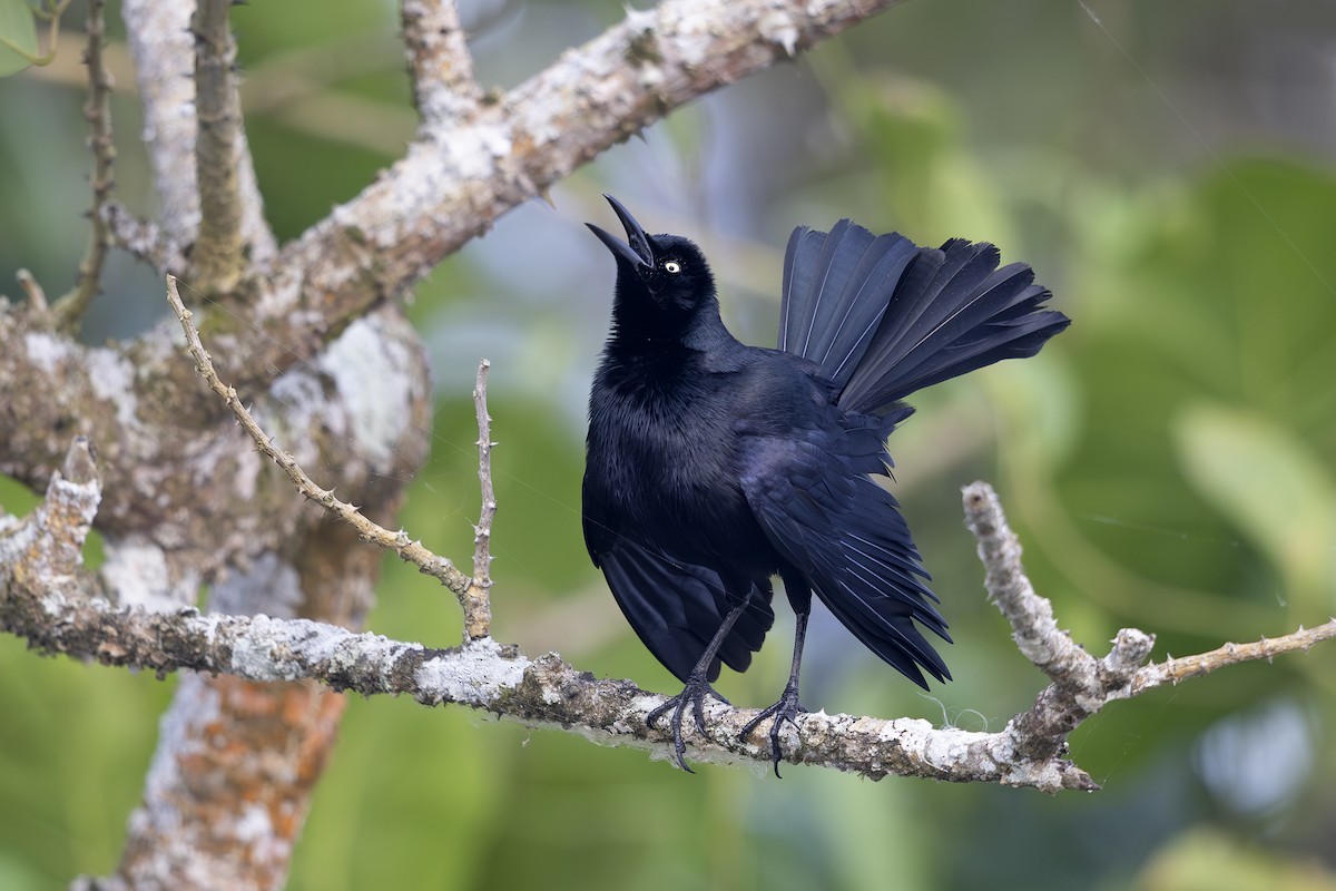 Nicaraguan Grackle - ML621662530