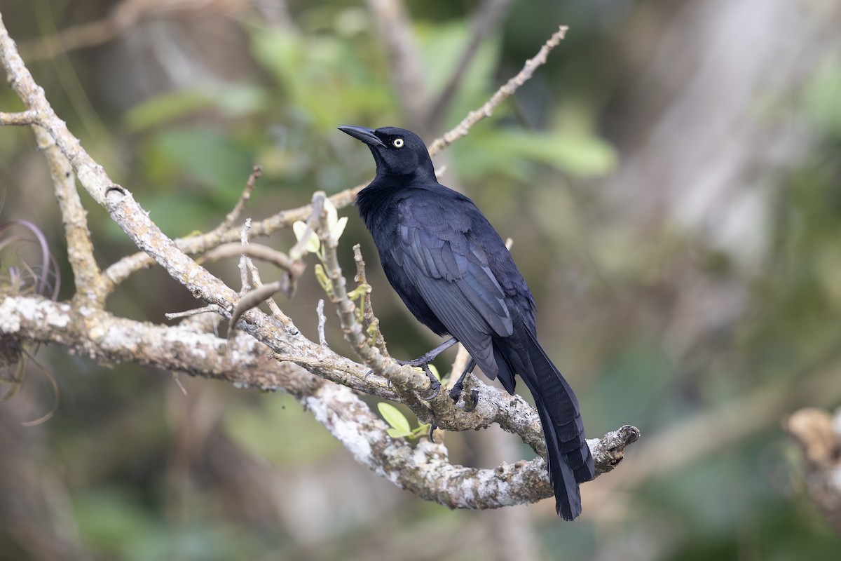 Nicaraguan Grackle - ML621662532