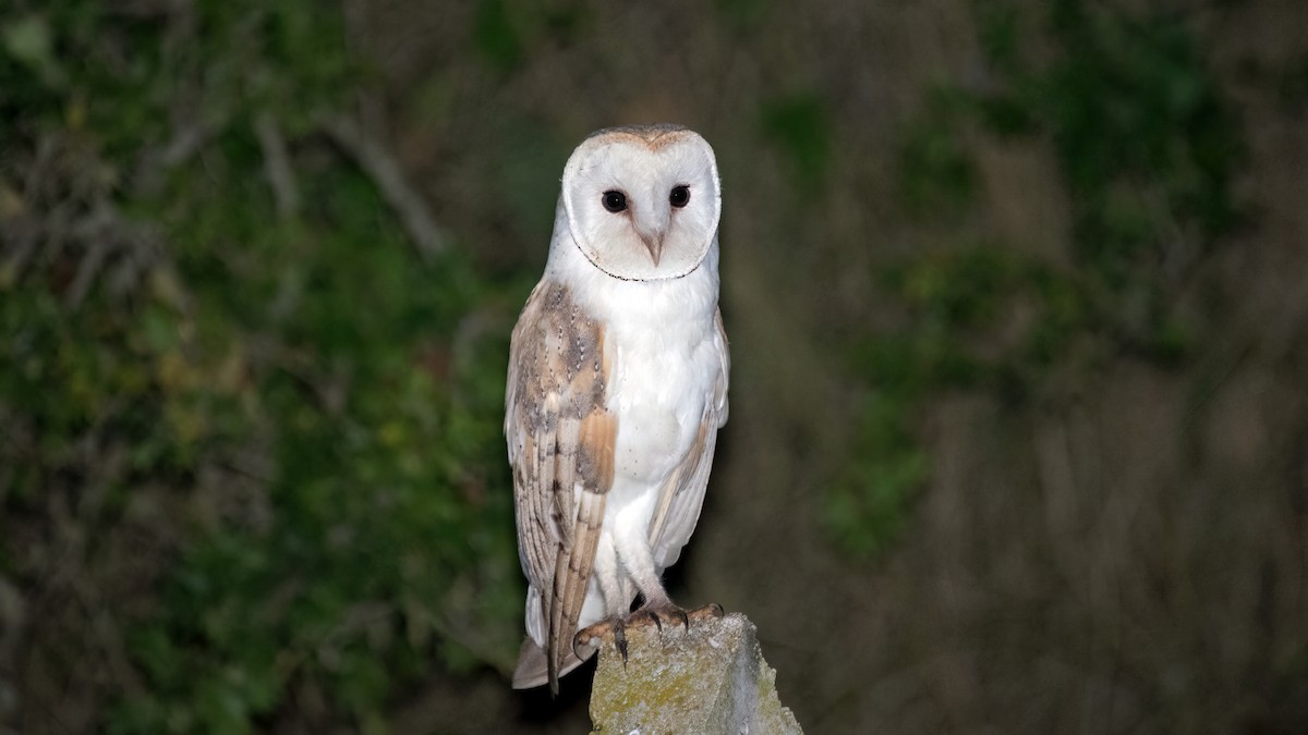 Barn Owl - ML621662599